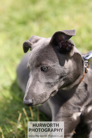 Sedgefield Game Fair 089