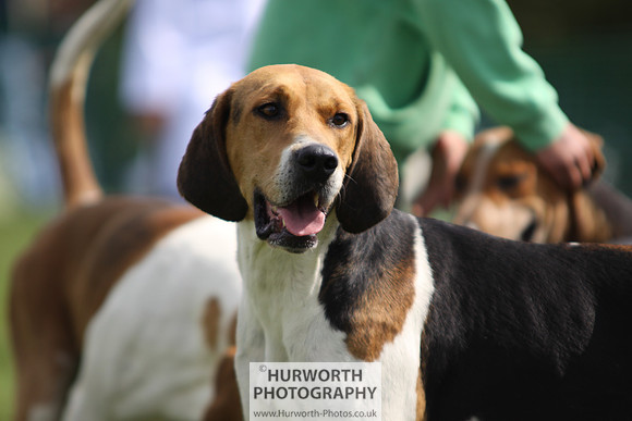 Sedgefield Game Fair 140