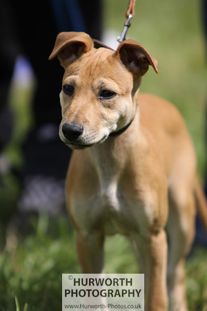 Sedgefield Game Fair 077
