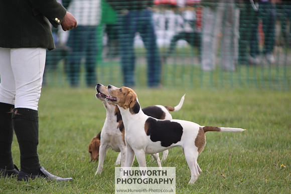 Sedgefield Game Fair 016