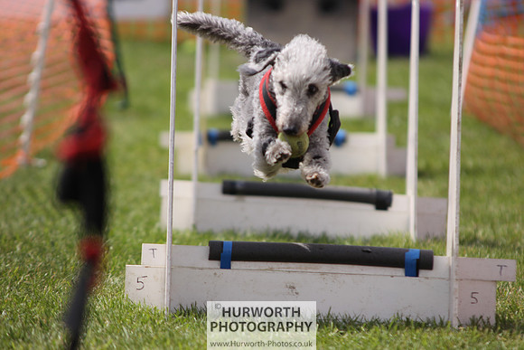 Sedgefield Game Fair 094