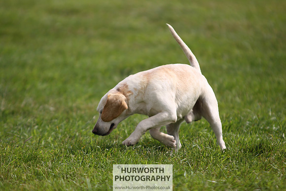 Sedgefield Game Fair 252