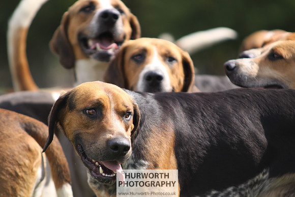 Sedgefield Game Fair 141