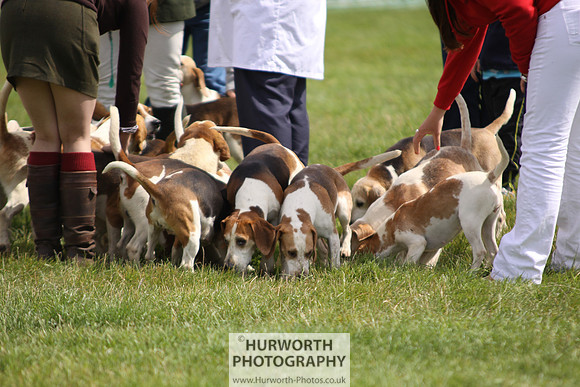 Sedgefield Game Fair 230