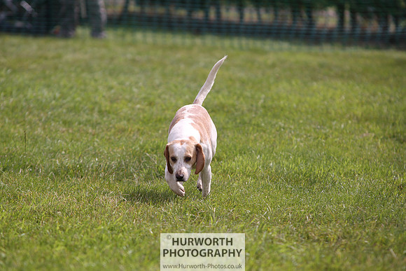 Sedgefield Game Fair 247