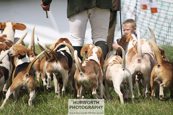 Sedgefield Game Fair 190