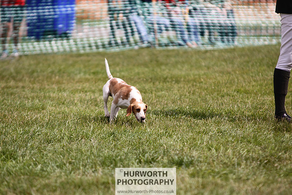 Sedgefield Game Fair 234