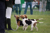 Sedgefield Game Fair 014