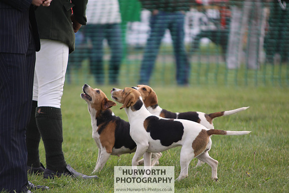 Sedgefield Game Fair 014