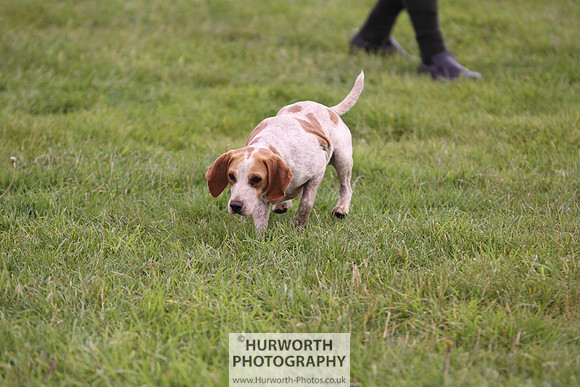 Sedgefield Game Fair 006
