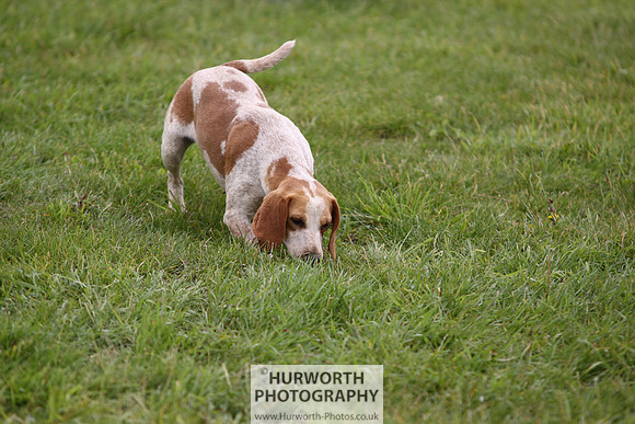 Sedgefield Game Fair 009