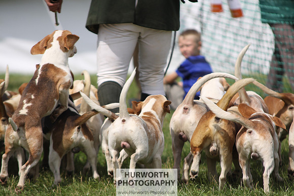 Sedgefield Game Fair 188