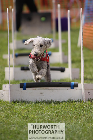 Sedgefield Game Fair 095