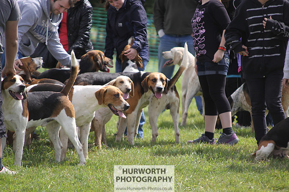 Sedgefield Game Fair 127