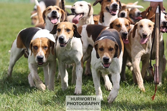 Sedgefield Game Fair 172