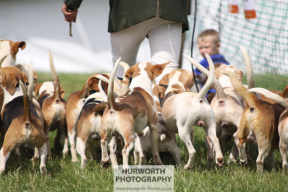 Sedgefield Game Fair 189