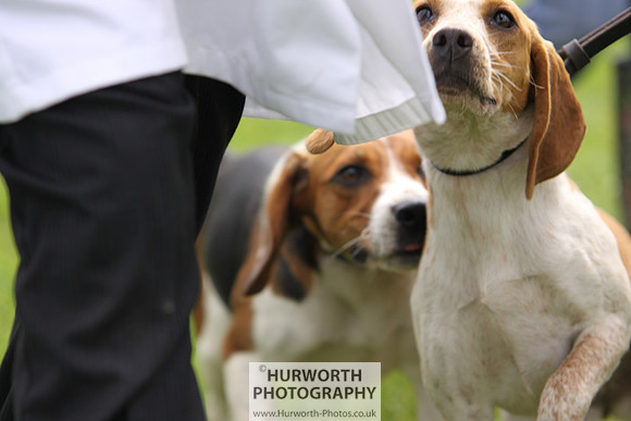 Sedgefield Game Fair 012