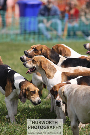 Sedgefield Game Fair 133