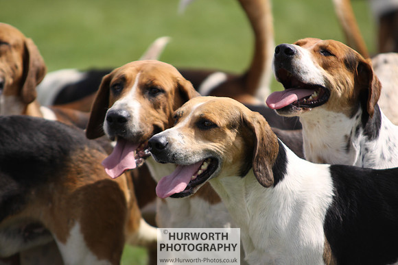 Sedgefield Game Fair 142