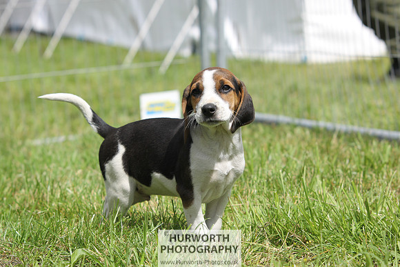 Sedgefield Game Fair 024