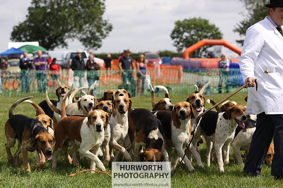 Sedgefield Game Fair 161