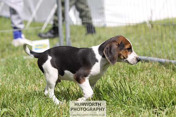Sedgefield Game Fair 025