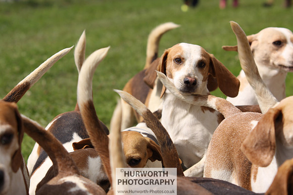 Sedgefield Game Fair 186
