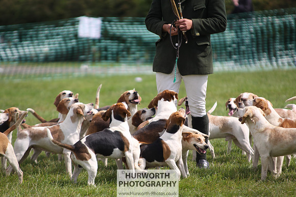 Sedgefield Game Fair 219