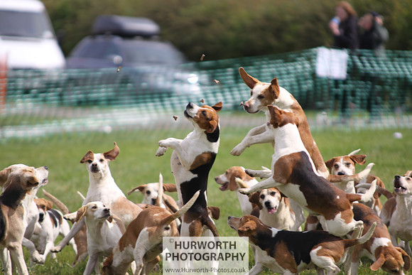Sedgefield Game Fair 223