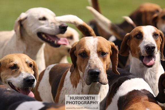 Sedgefield Game Fair 173