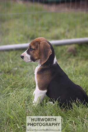 Sedgefield Game Fair 026