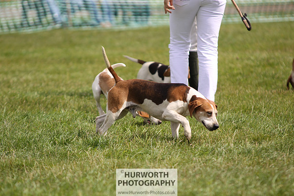 Sedgefield Game Fair 237
