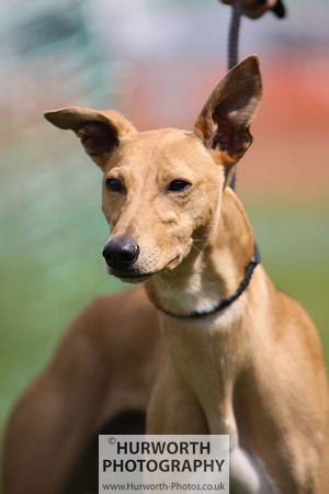 Sedgefield Game Fair 076