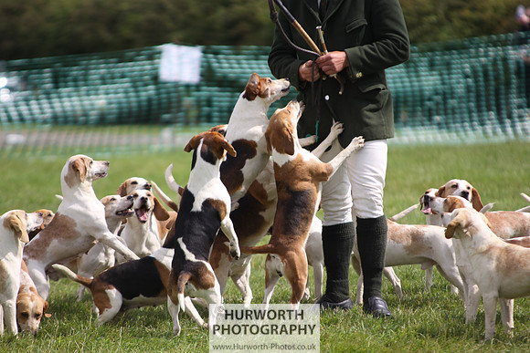 Sedgefield Game Fair 218