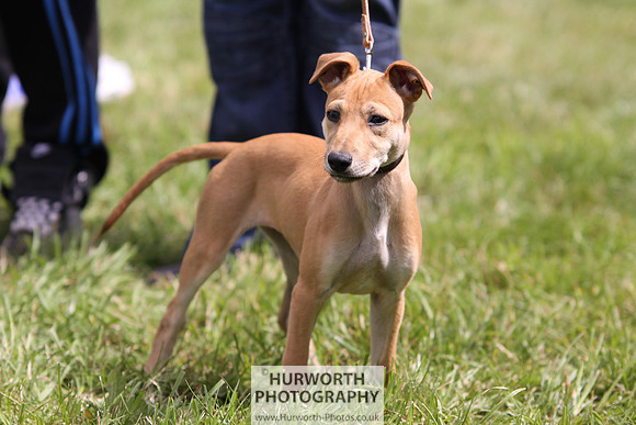Sedgefield Game Fair 078