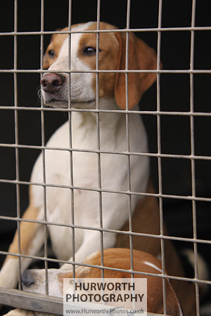 Sedgefield Game Fair 037