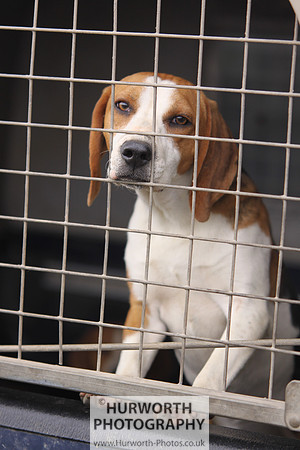 Sedgefield Game Fair 035