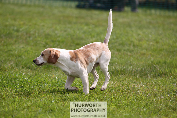 Sedgefield Game Fair 250