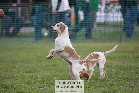 Sedgefield Game Fair 022