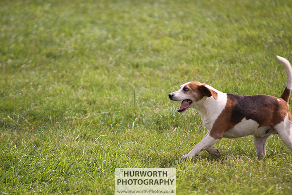 Sedgefield Game Fair 244