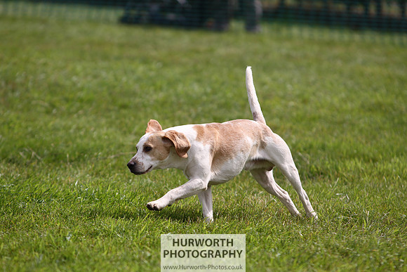 Sedgefield Game Fair 249