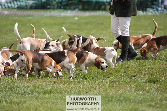 Sedgefield Game Fair 203