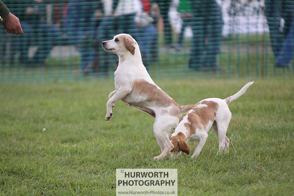 Sedgefield Game Fair 023