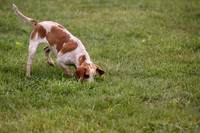 Sedgefield Game Fair 008