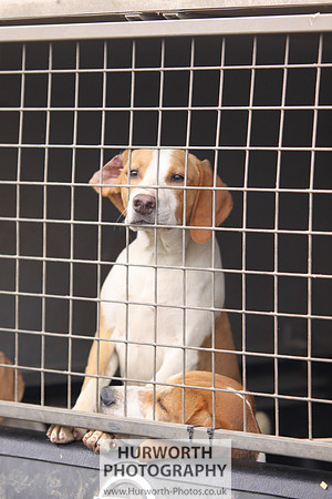 Sedgefield Game Fair 034