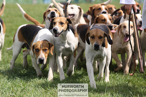 Sedgefield Game Fair 171