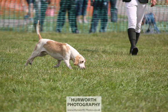 Sedgefield Game Fair 232