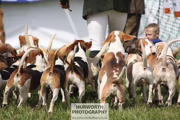 Sedgefield Game Fair 191
