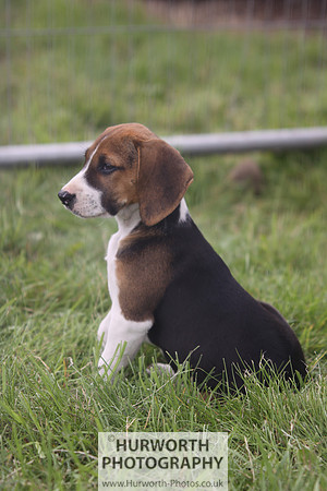 Sedgefield Game Fair 027