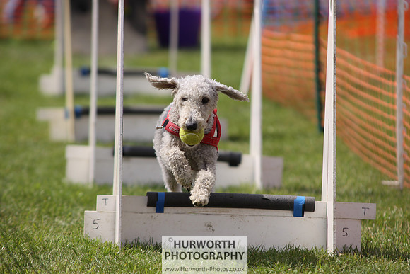 Sedgefield Game Fair 092